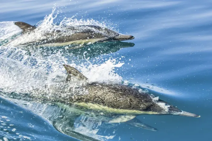 Framed Print : Common dolphin (Delphinus delphis) reflection as its swimming on the surface of the ocean