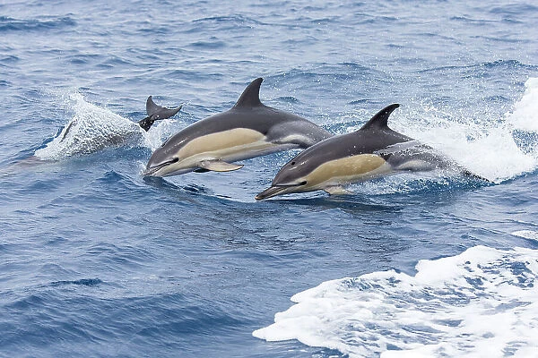 Common dolphin pod (Delphinus delphis) jporposing, Horta island, Azores, Atlantic Ocean