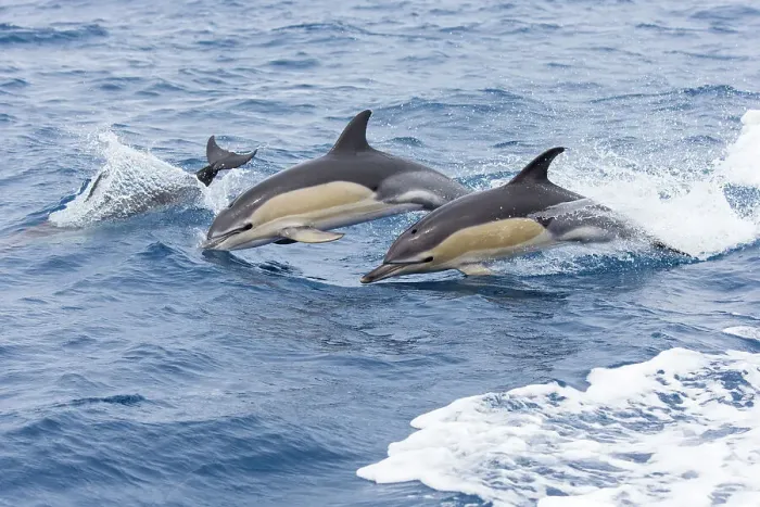 Framed Print : Common dolphin pod (Delphinus delphis) jporposing, Horta island, Azores, Atlantic Ocean Framed Print : Common dolphin pod (Delphinus delphis) jporposing, Horta island, Azores, Atlantic Ocean