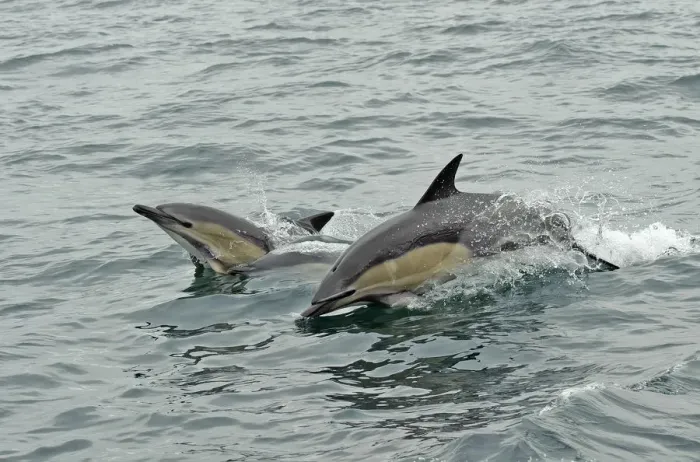 Framed Print : Common dolphins (Delphinus delphis) breaching, near South Uist, Outer Hebrides, Scotland, UK, June Framed Print : Common dolphins (Delphinus delphis) breaching, near South Uist, Outer Hebrides, Scotland, UK, June