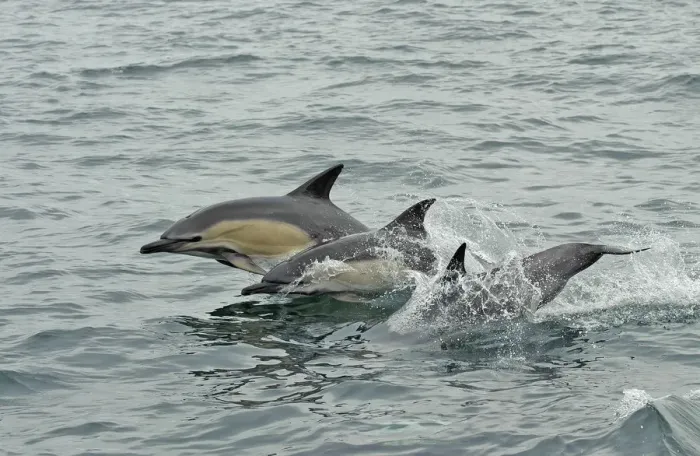 Framed Print : Common dolphins (Delphinus delphis) breaching, near South Uist, Outer Hebrides, Scotland