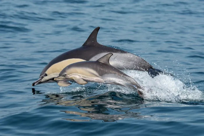 Framed Print : Common dolphins (Delphinus delphis) female and calf, porpoising, Portugal, Atlantic Ocean