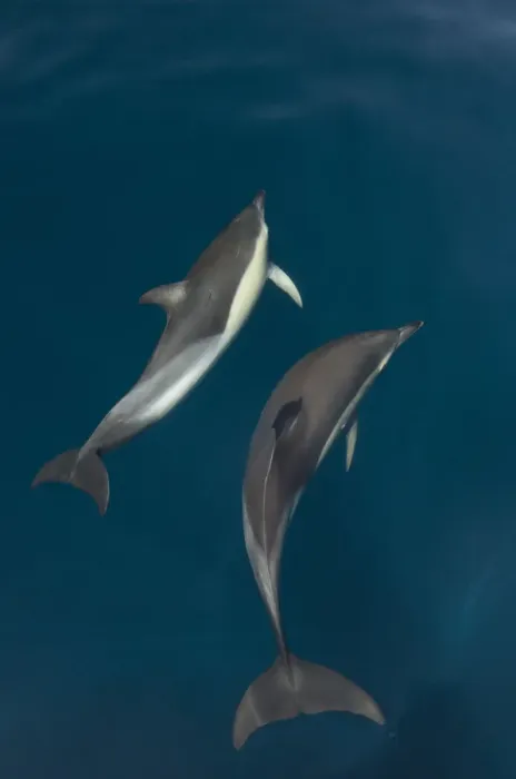 Framed Print : Common dolphins (Delphinus delphis) pair in mating ritual, Atlantic ocean, Portugal, July Framed Print : Common dolphins (Delphinus delphis) pair in mating ritual, Atlantic ocean, Portugal, July