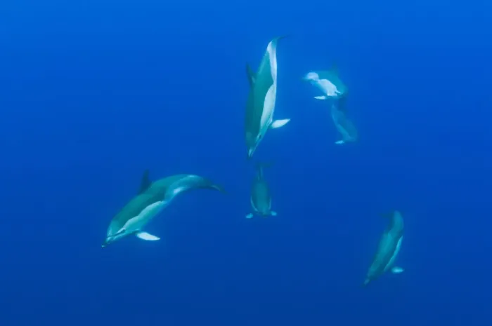 Framed Print : Common dolphins (Delphinus delphis) Pico, Azores, Portugal, June 2009 Framed Print : Common dolphins (Delphinus delphis) Pico, Azores, Portugal, June 2009