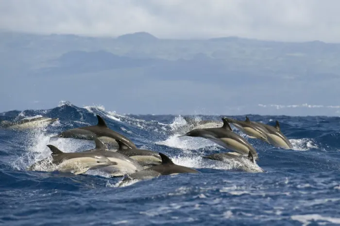 Framed Print : Common dolphins (Delphinus delphis) porpoising, Pico, Azores, Portugal, June 2009 Framed Print : Common dolphins (Delphinus delphis) porpoising, Pico, Azores, Portugal, June 2009