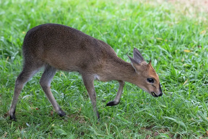 Framed Print : Common duiker (Sylvicapra grimmia) grazing on grass, Uganda Framed Print : Common duiker (Sylvicapra grimmia) grazing on grass, Uganda