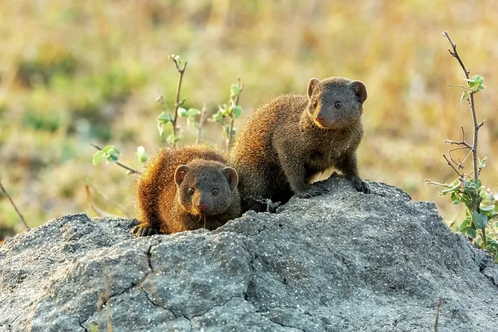 Framed Print : Two Common dwarf mongoose (Helogale parvula) resting on a rock, Sabi Sands Private Game Reserve, South Africa Framed Print : Two Common dwarf mongoose (Helogale parvula) resting on a rock, Sabi Sands Private Game Reserve, South Africa