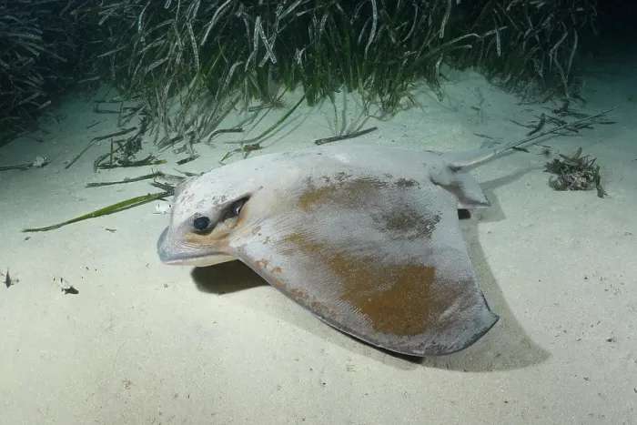 Framed Print : Common eagle ray (Myliobatis aquila) foraging on seabed at night, Playa Granadella, Spain, Mediterranean Sea Framed Print : Common eagle ray (Myliobatis aquila) foraging on seabed at night, Playa Granadella, Spain, Mediterranean Sea