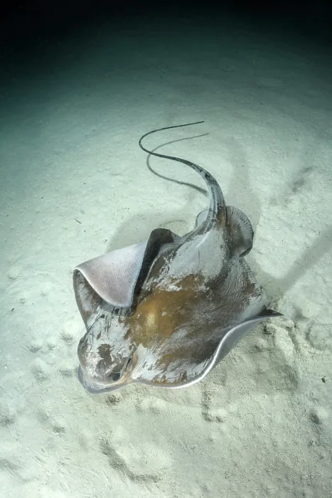 Framed Print : Common eagle ray (Myliobatis aquila) foraging on seabed at night, Playa Granadella, Spain, Mediterranean Sea Framed Print : Common eagle ray (Myliobatis aquila) foraging on seabed at night, Playa Granadella, Spain, Mediterranean Sea