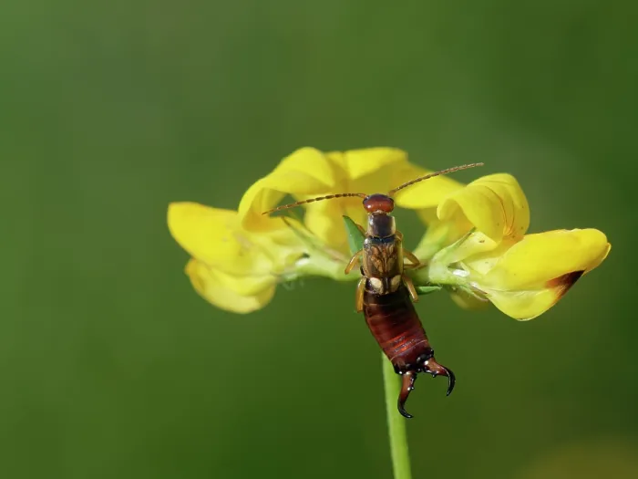 Framed Print : Common earwig (Forficula auricularia) male, resting on Birdsfoot trefoil (Lotus corniculatus) flowerhead, Bannerdown Common, Bath and North-east Somerset, England, UK. September Framed Print : Common earwig (Forficula auricularia) male, resting on Birdsfoot trefoil (Lotus corniculatus) flowerhead, Bannerdown Common, Bath and North-east Somerset, England, UK. September