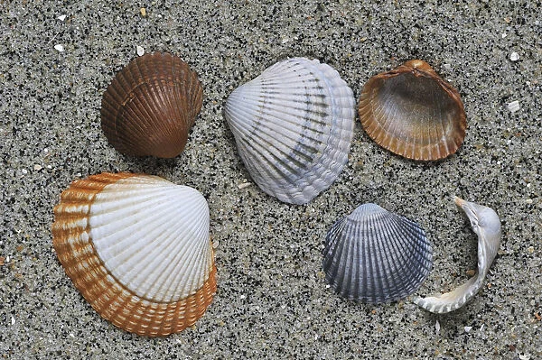 Common  /  Edible cockle (Cerastoderma  /  Cardium edule) shells on beach, Belgium