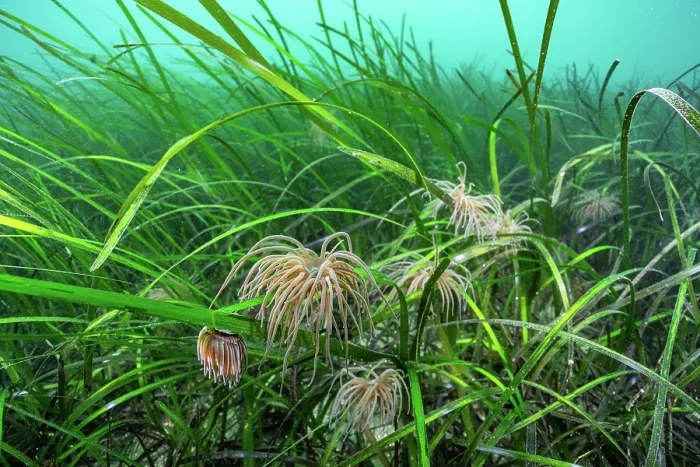 Framed Print : Common eel grass (Zostera marina) with juvenile Snakelocks anemones (Anemonia viridis) on riverbed, Helford River, Cornwall, UK Framed Print : Common eel grass (Zostera marina) with juvenile Snakelocks anemones (Anemonia viridis) on riverbed, Helford River, Cornwall, UK