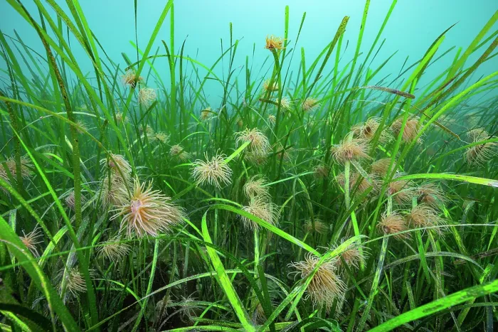 Framed Print : Common eel grass (Zostera marina) with juvenile Snakelocks anemones (Anemonia viridis) on riverbed, Helford River, Cornwall, UK Framed Print : Common eel grass (Zostera marina) with juvenile Snakelocks anemones (Anemonia viridis) on riverbed, Helford River, Cornwall, UK
