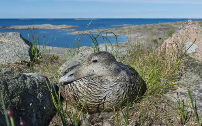 Framed Print : Common eider (Somateria mollissima), female on her nest with sea behind, Finland, May Framed Print : Common eider (Somateria mollissima), female on her nest with sea behind, Finland, May