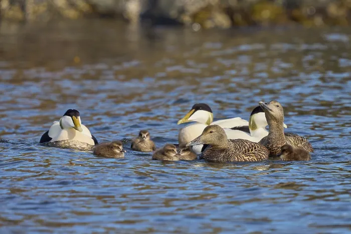 Framed Print : Three Common eider (Somateria mollissima) drakes and two females on water with ducklings, Akranes, Iceland. June Framed Print : Three Common eider (Somateria mollissima) drakes and two females on water with ducklings, Akranes, Iceland. June
