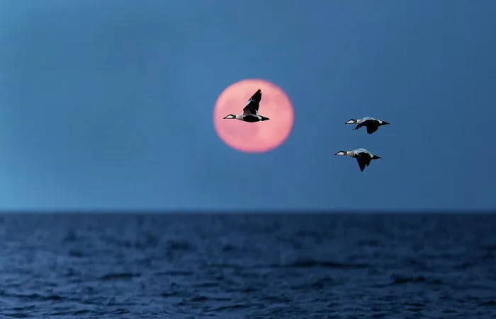 Framed Print : Three Common eiders (Somateria mollissima) in flight at dusk, Parainen Uto, Finland. May Framed Print : Three Common eiders (Somateria mollissima) in flight at dusk, Parainen Uto, Finland. May