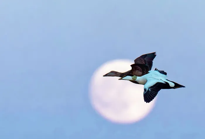 Framed Print : Common eiders (Somateria mollissima) pair, in flight across a full moon, Parainen Uto, Finland. May Framed Print : Common eiders (Somateria mollissima) pair, in flight across a full moon, Parainen Uto, Finland. May