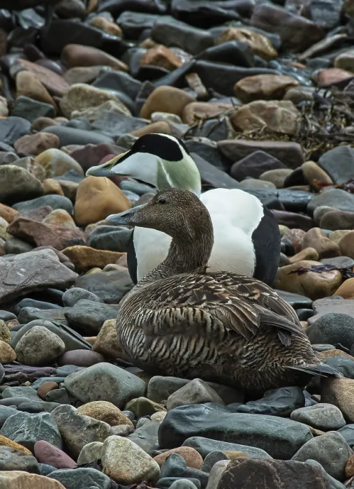Framed Print : Common eiders (Somateria mollissima) pair resting on shoreline pebbles, Vadso, Varanger fjord, Finnmark, Norway. May Framed Print : Common eiders (Somateria mollissima) pair resting on shoreline pebbles, Vadso, Varanger fjord, Finnmark, Norway. May
