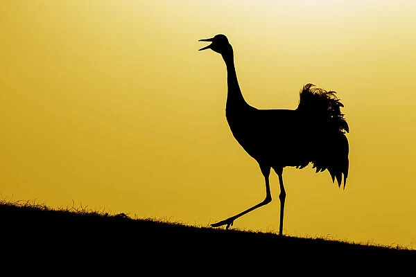 Common  /  Eurasian crane (Grus grus) calling at sunset, silhouetted. Lake Hornborga