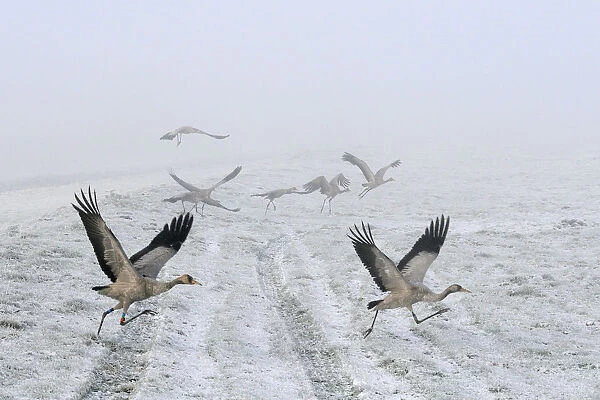 Common  /  Eurasian cranes (Grus grus) small flock of juveniles taking flight over the frozen