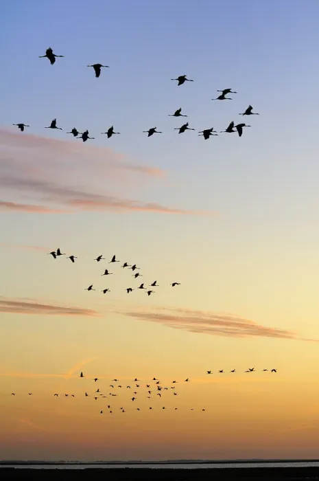 Framed Print : Common / Eurasian cranes (Grus grus) flying from roost site at sunrise, silhouetted Framed Print : Common / Eurasian cranes (Grus grus) flying from roost site at sunrise, silhouetted