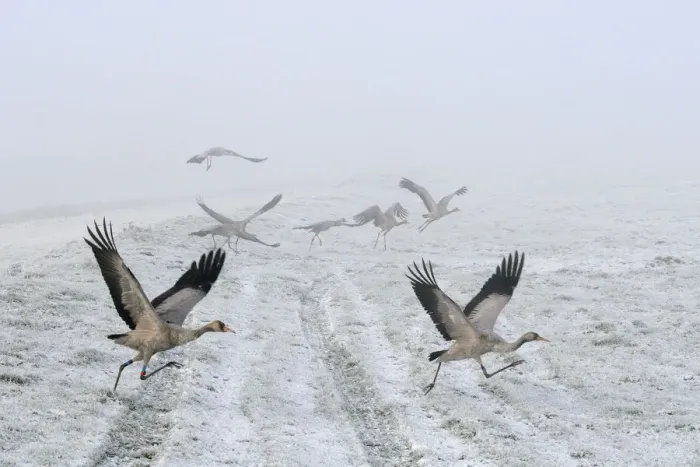 Framed Print : Common / Eurasian cranes (Grus grus) small flock of juveniles taking flight over the frozen Framed Print : Common / Eurasian cranes (Grus grus) small flock of juveniles taking flight over the frozen