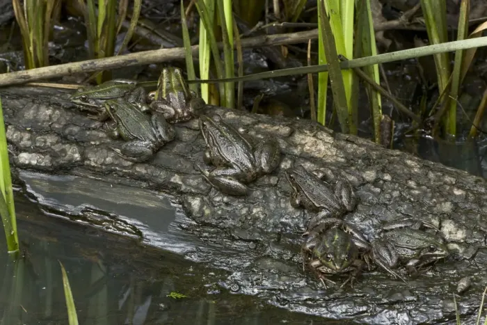 Framed Print : Common european frogs (Pelophylax kl. esculentus) the hybrid of the Pool frog (Pelophylax lessonae)