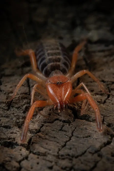 Framed Print : Common European solifugid (Gluvia dorsalis) portrait, Parque Natural da Arrabida, Portugal. September Framed Print : Common European solifugid (Gluvia dorsalis) portrait, Parque Natural da Arrabida, Portugal. September