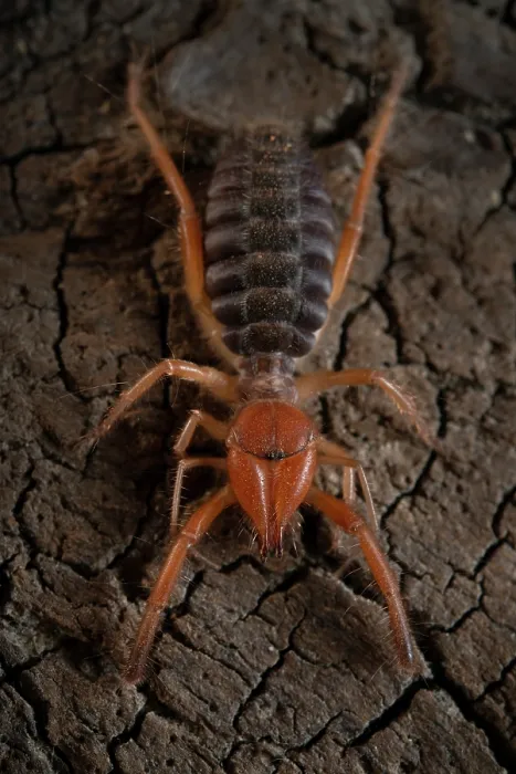 Framed Print : Common European solifugid (Gluvia dorsalis) portrait, Parque Natural da Arrabida, Portugal. September Framed Print : Common European solifugid (Gluvia dorsalis) portrait, Parque Natural da Arrabida, Portugal. September