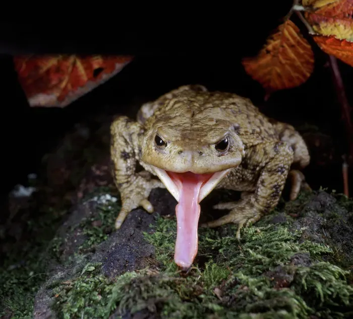 Framed Print : Common European Toad (Bufo bufo) catching prey, sequence 2  /  2, captive, UK