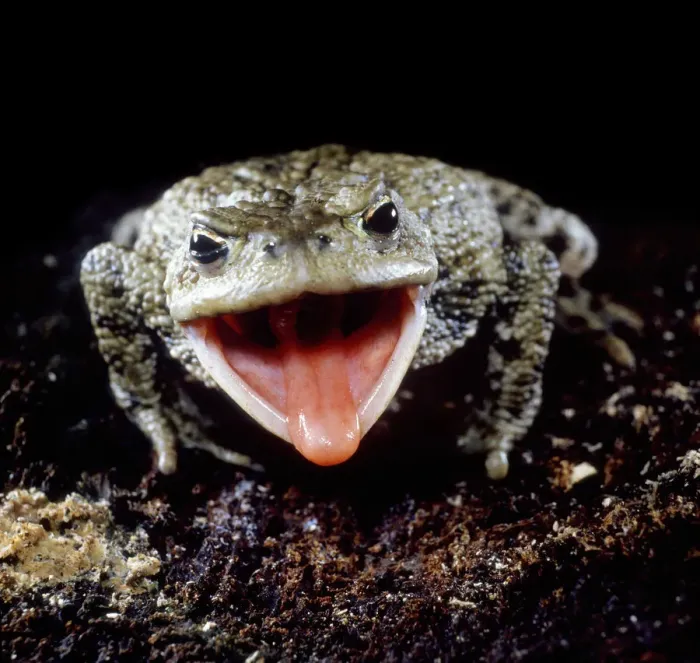 Framed Print : Common European Toad (Bufo bufo) catching prey, sequence 1 / 2, captive, UK Framed Print : Common European Toad (Bufo bufo) catching prey, sequence 1 / 2, captive, UK
