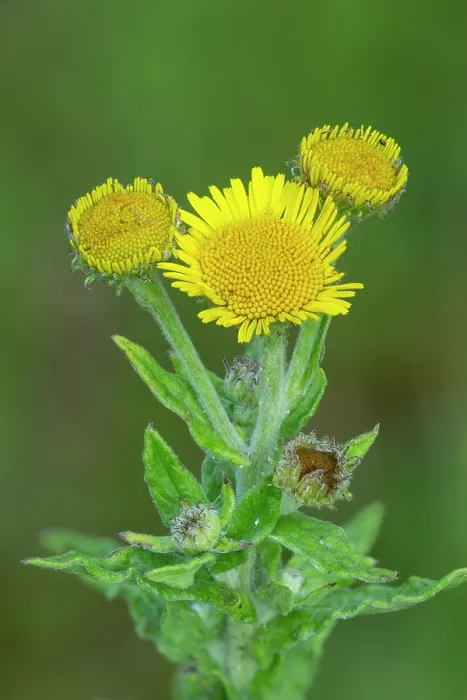 Framed Print : Common fleabane (Pulicaria Dysenterica) in flower, Monmouthshire, Wales, UK. July. Focus stacked image Framed Print : Common fleabane (Pulicaria Dysenterica) in flower, Monmouthshire, Wales, UK. July. Focus stacked image