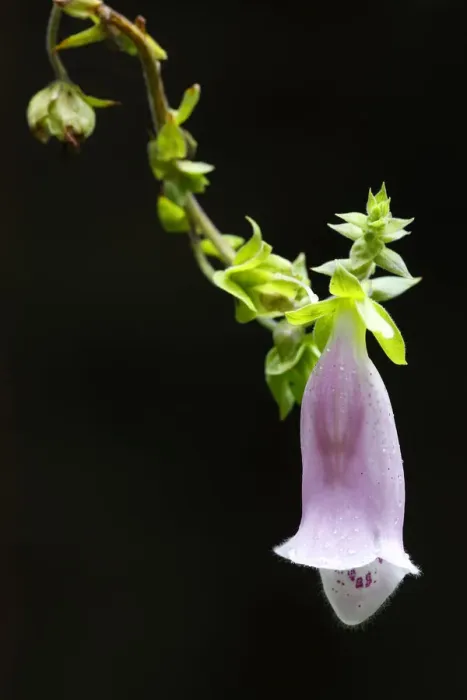 Framed Print : Common foxglove (Digitalis purpurea) flower, Brtnicky Hradek, Ceske Svycarsko / Bohemian Framed Print : Common foxglove (Digitalis purpurea) flower, Brtnicky Hradek, Ceske Svycarsko / Bohemian