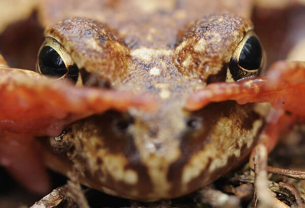 Common frog (Rana temporaria) close-up, Yli-Vuoki old forest reserve, Suomussalmi