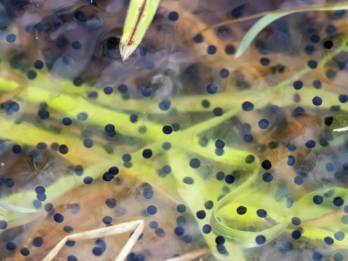 Framed Print : Common frog (Rana temporaria) frogspawn exhibiting cell division, Foulshaw Nature Reserve, Cumbria, UK. March Framed Print : Common frog (Rana temporaria) frogspawn exhibiting cell division, Foulshaw Nature Reserve, Cumbria, UK. March