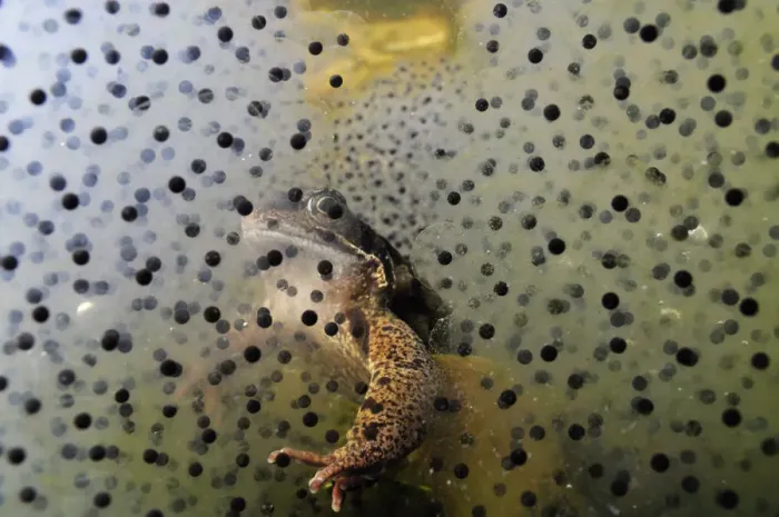 Framed Print : Common frog (Rana temporaria) and frogspawn in a garden pond, Surrey, England, UK, March Framed Print : Common frog (Rana temporaria) and frogspawn in a garden pond, Surrey, England, UK, March