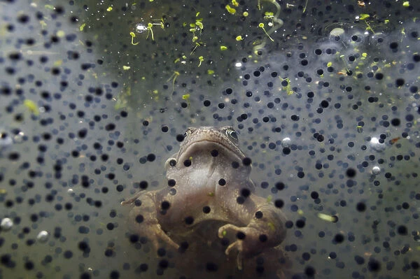 Common Frog (Rana temporaria), and frogspawn in a pond, Coldharbour, Surrey, England