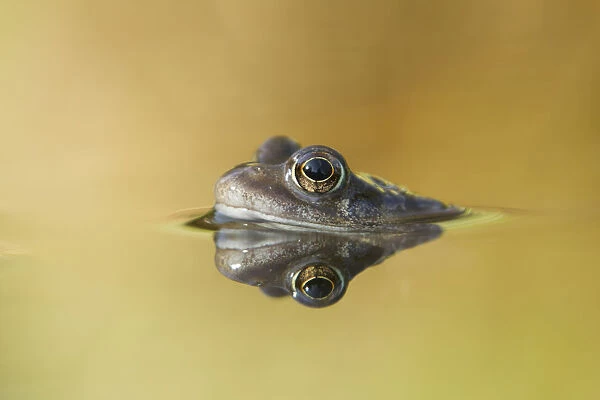 Common frog (Rana temporaria) in garden pond, Warwickshire, England, UK, March