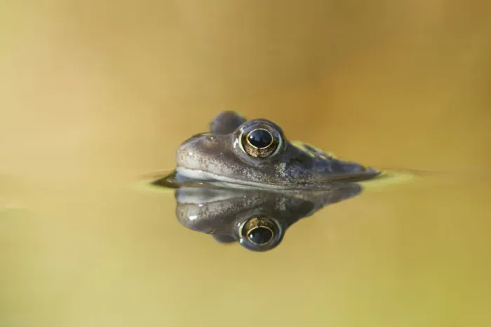 Framed Print : Common frog (Rana temporaria) in garden pond, Warwickshire, England, UK, March Framed Print : Common frog (Rana temporaria) in garden pond, Warwickshire, England, UK, March