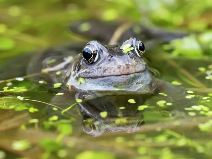 Framed Print : Common frog (Rana temporaria) in a garden pond surrounded by Duckweed (Lemna minor), Ambleside, Lake District, Cumbria, UK. February Framed Print : Common frog (Rana temporaria) in a garden pond surrounded by Duckweed (Lemna minor), Ambleside, Lake District, Cumbria, UK. February