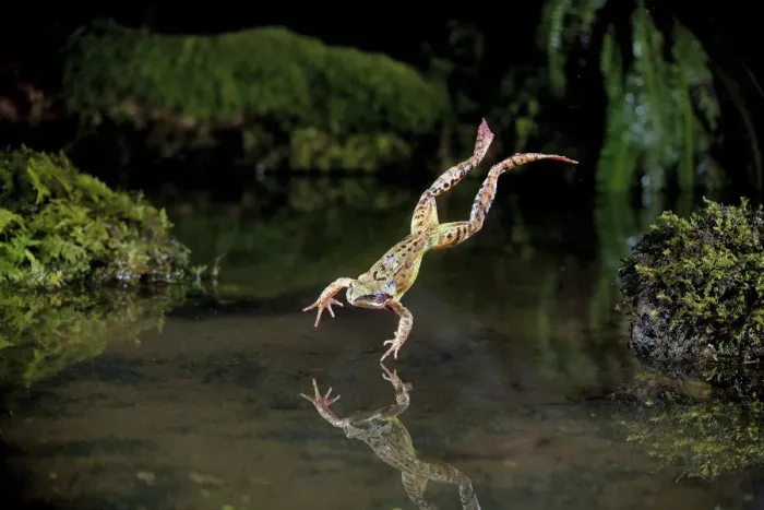 Framed Print : Common frog (Rana temporaria) leaping into a pond, controlled conditions, UK Framed Print : Common frog (Rana temporaria) leaping into a pond, controlled conditions, UK
