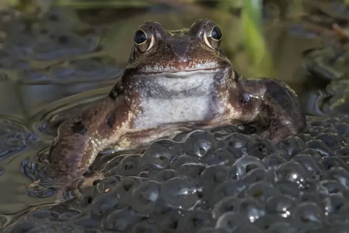 Framed Print : Common frog (Rana temporaria) among mass of frogspawn, Brasschaat, Belgium. March Framed Print : Common frog (Rana temporaria) among mass of frogspawn, Brasschaat, Belgium. March