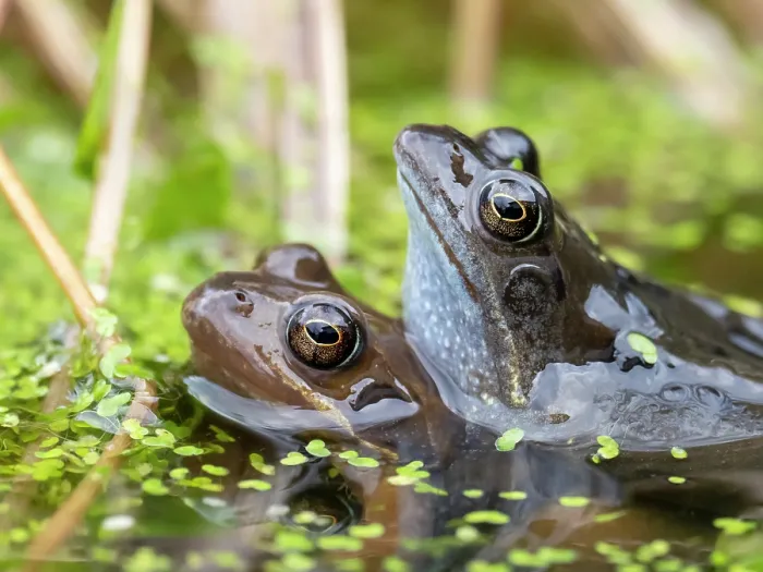 Framed Print : Common frog (Rana temporaria) pair in amplexus in garden pond, Ambleside, Lake District, Cumbria, UK. February Framed Print : Common frog (Rana temporaria) pair in amplexus in garden pond, Ambleside, Lake District, Cumbria, UK. February
