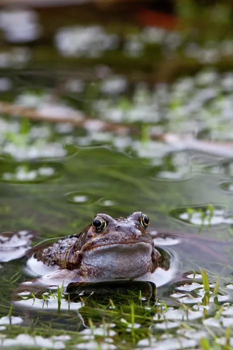 Framed Print : Common frog (Rana temporaria) in pond, La Seigneurie Gardens, Sark, Channel Islands. January Framed Print : Common frog (Rana temporaria) in pond, La Seigneurie Gardens, Sark, Channel Islands. January