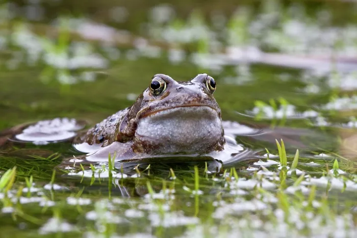 Framed Print : Common frog (Rana temporaria) in pond, La Seigneurie Gardens, Sark, Channel Islands. January Framed Print : Common frog (Rana temporaria) in pond, La Seigneurie Gardens, Sark, Channel Islands. January