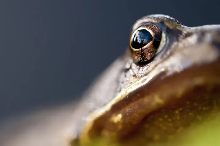 Framed Print : Common frog (Rana temporaria) portrait, close-up of eye, Cornwall, UK