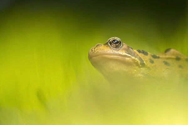 Common frog (Rana temporaria) portrait, Broxwater, Cornwall, UK. June