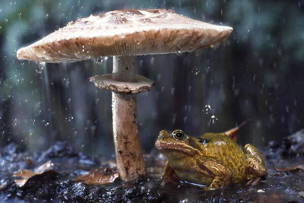Common frog (Rana temporaria) sheltering from rain under toadstool (Macrolepiota