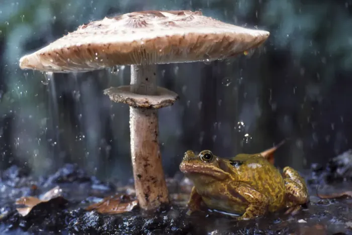 Framed Print : Common frog (Rana temporaria) sheltering from rain under toadstool (Macrolepiota Framed Print : Common frog (Rana temporaria) sheltering from rain under toadstool (Macrolepiota
