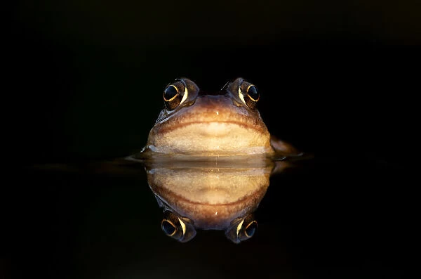 Common frog (Rana temporaria) submerged in water showing its reflection, Leicestershire